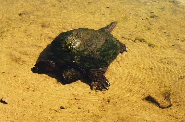 Image Three Three Set Pictures Taken Greenback Snapping Turtle Found — Stock Photo, Image