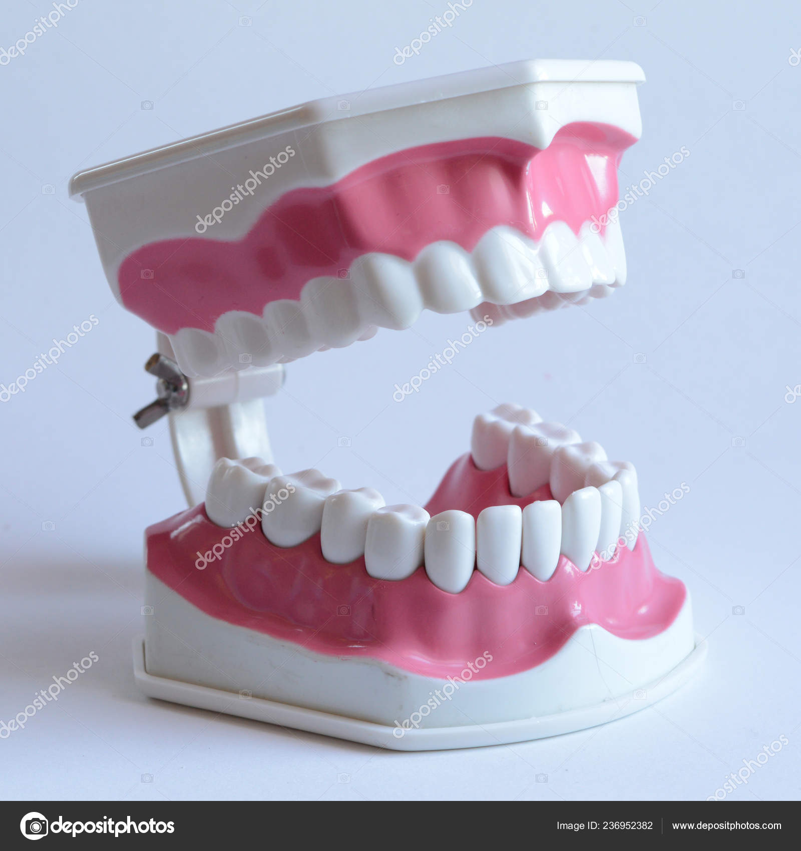 Vue Rapprochée Format Carré D'un Modèle Dent Mâchoire Dentiste Cours image  libre de droit par AlphaBaby © #236952382