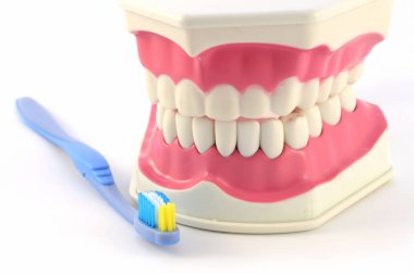 Diş ve diş fırçası diş hekimliği kavramları için sağlıklı bir dizi portre görünümü.
