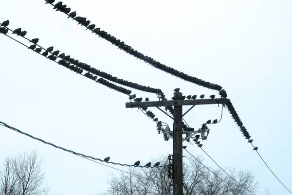 Vista Cerca Varias Aves Gorrión Parada Migración Poste Teléfono Cables — Foto de Stock