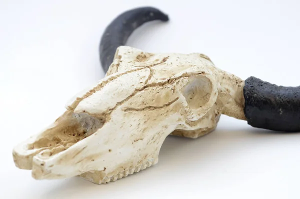 Cráneo de animal abandonado — Foto de Stock