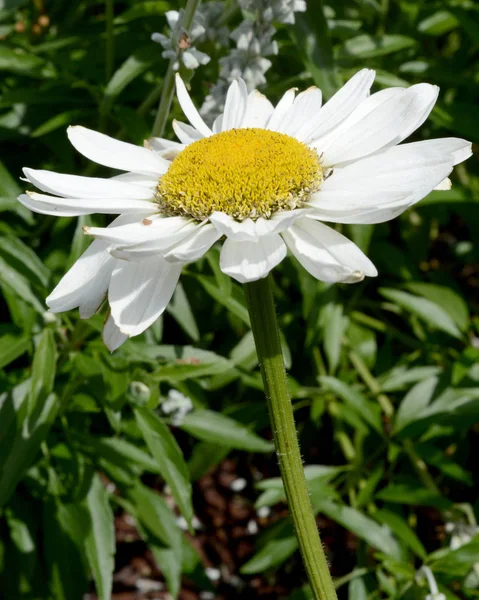 Bella margherita bianca — Foto Stock