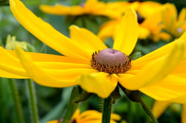 De olhos pretos susan flor — Fotografia de Stock