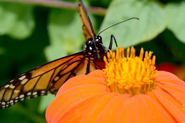 Motyl i kwiat monarchy — Zdjęcie stockowe