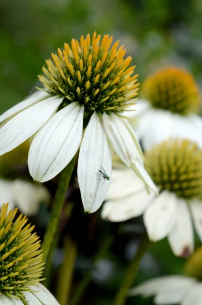 Echinacea branco no jardim — Fotografia de Stock