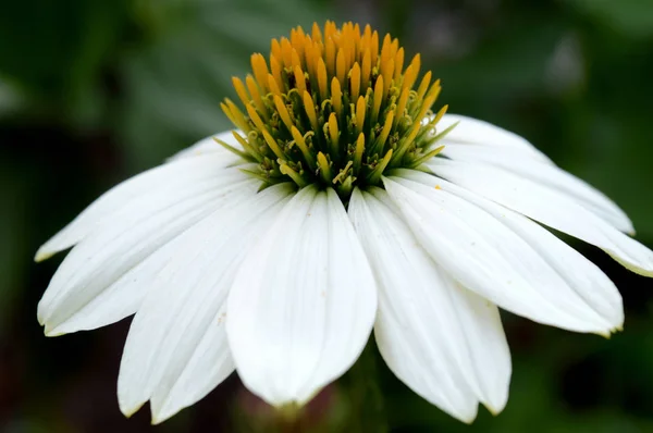 Singola echinacea bianca — Foto Stock