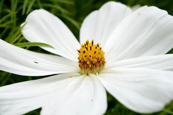 Piccolo fiore bianco — Foto Stock