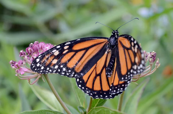Monarch Buterfly ve Milkweed