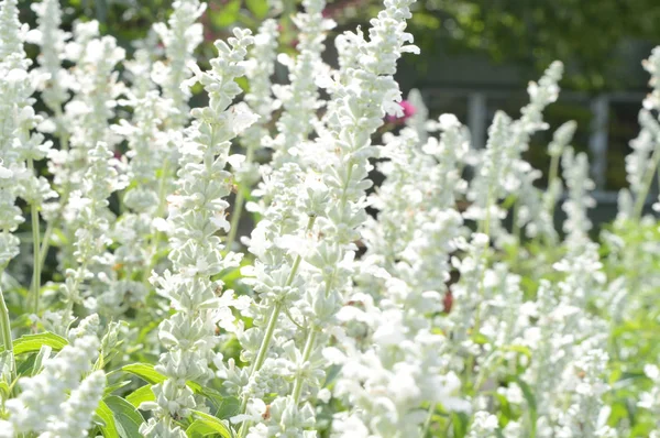 In de tuin — Stockfoto