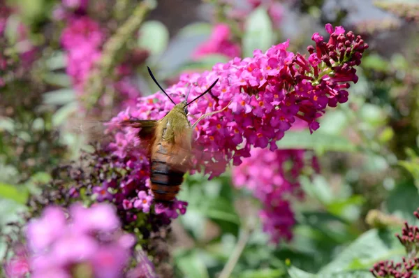 Hummingbird Moth i kwiat — Zdjęcie stockowe