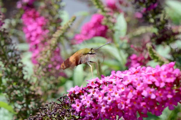 Hummingbird Moth i kwiat — Zdjęcie stockowe