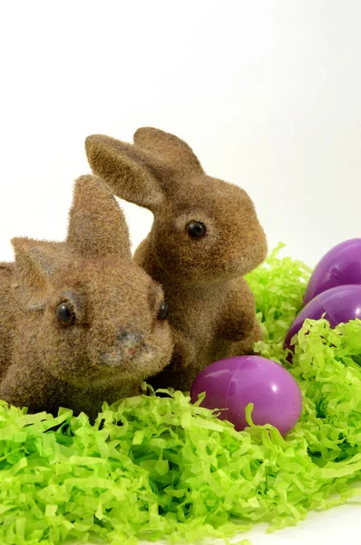 Festive Easter Bunnies — Stock Photo, Image