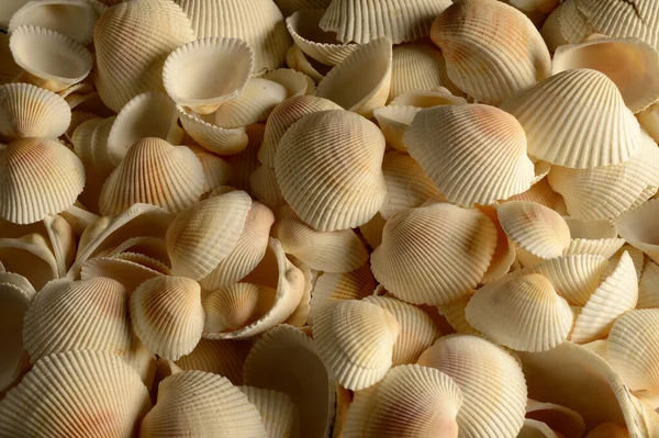 質感の貝殻のクローズアップフルフレームイメージ — ストック写真