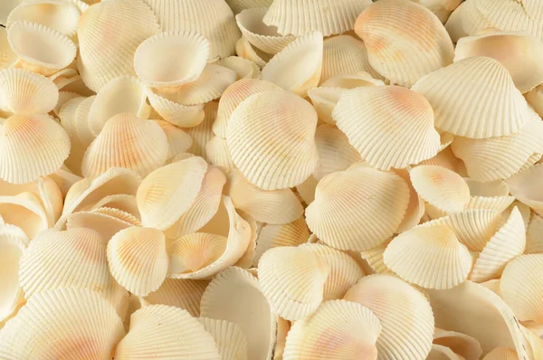 同じ種類の多くの貝殻のクローズアップフルフレーム画像 — ストック写真