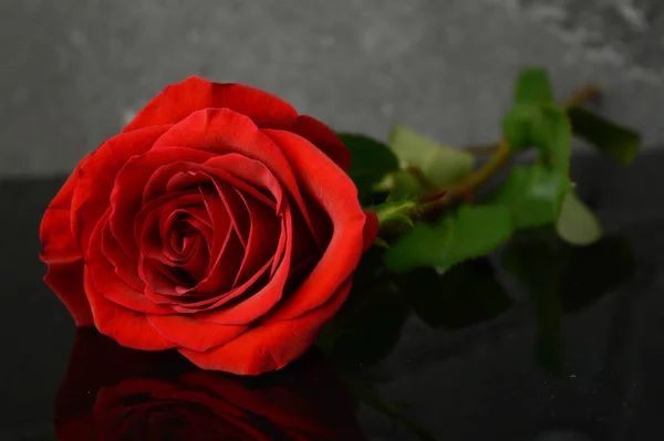 Una Rosa Rossa Fresca Che Posa Una Superficie Riflettente Scura — Foto Stock