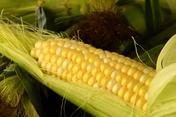 Several Corn Cobb Ear Being Revealed Show Bright Yellow Vegetable — Stock Photo, Image
