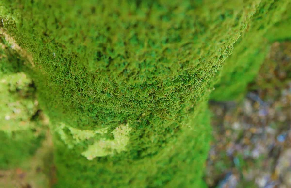 tree trunk moss green texture focus center blurred background with copy spase, base flora eco natural