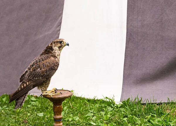 Falco Pellegrino Grande Uccello Predatore Cavalletto Legno Cacciatore Veloce Riposo — Foto Stock