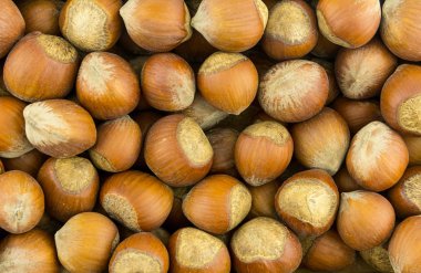 Bütün ceviz fındık kahverengi kahverengi kabuk birçok nutwood belirleme