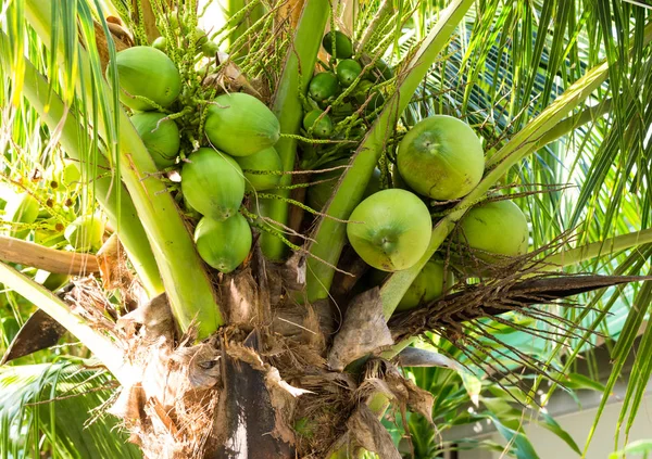 주스의 가지와 야자수에 코코넛의 달콤한 디저트 아시아 — 스톡 사진