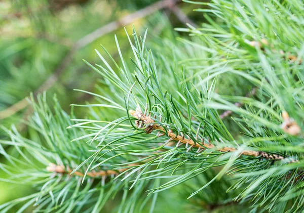 Fir Tree Traditionele Vakantie Kerst Nieuwjaar Verse Naald Boomtak — Stockfoto