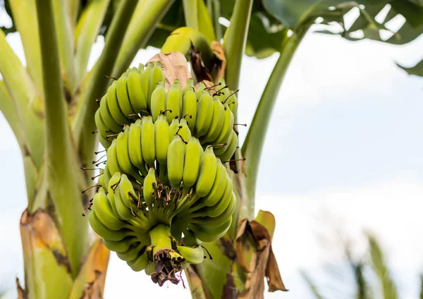 Grande Linha Ramo Banana Verde Frutos Paralelos Amadurece Ramo Contra — Fotografia de Stock