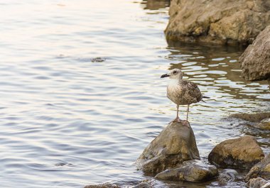Açık denizde kopya alanı kartpostal deniz Tema seyahat sahil yaban hayatı için bakan taş üzerinde martı yavru genç kuş perdeli ayakları ile kahverengi duruyor