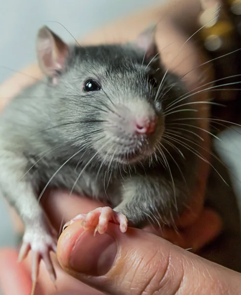 Grå Råttor Stora Med Listig Titt Och Lång Mustasch Ser — Stockfoto