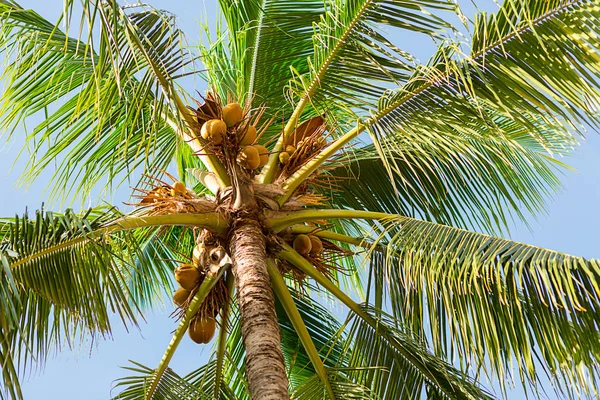 나뭇잎과 디자인 파라다이스 코코넛 견과류 — 스톡 사진