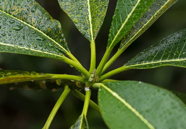 Foglie Plumeria Pianta Esotica Thailandia Coperto Con Gocce Pioggia Close — Foto Stock