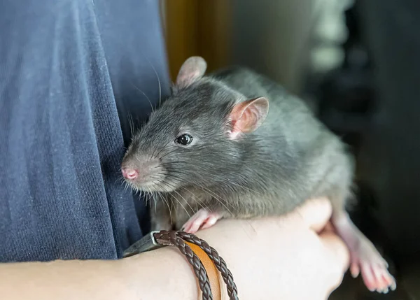 Rata Grande Animal Doméstico Mascota Manos Mullido Lindo Gran Pura —  Fotos de Stock