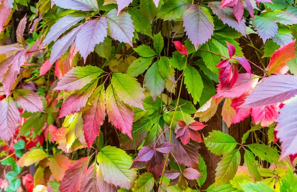 Hojas Uva Silvestre Fondo Planta Pared Valla Eco Natural Base — Foto de Stock