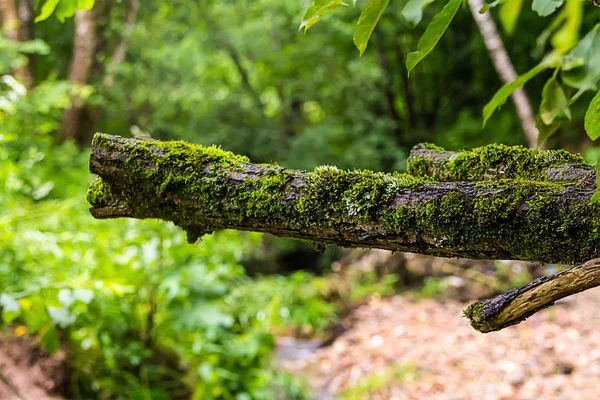 古い木の枝がぼやけて背景緑の森エコ バック グラウンドで苔で覆われて — ストック写真