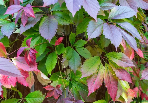 Hojas Verdes Rojas Borgoña Cerca Plantas Vid Silvestre Fondo Botánico — Foto de Stock