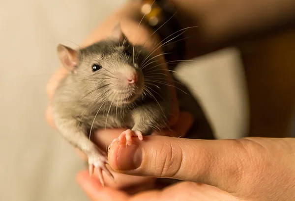 Junge Graue Ratte Sieht Mit Überraschung Sitzt Auf Den Händen — Stockfoto