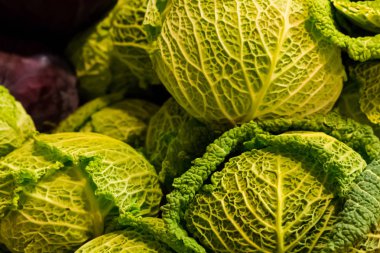 Bütün Başkanı genç lahana Savoy açık yeşil sebze arka plan yakın çekim grup kırsal adil Eko ürünler bırakır.