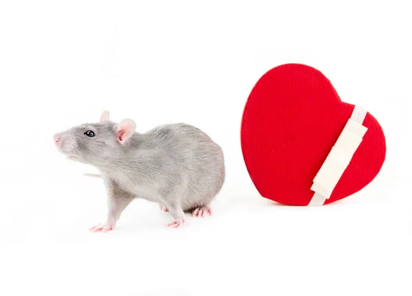 Cute Rat Exploring Festive Gift Box Heart White Ribbon Symbol — Stock Photo, Image