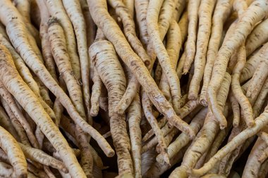 maydanoz arka plan uzun bej kökleri