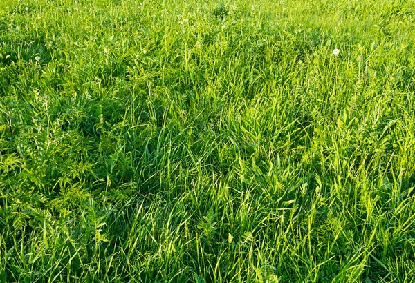 base eco green juicy grass sunny field summer landscape background base design outdoor leisure rural pattern