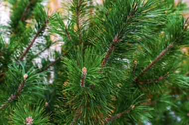 Yemyeşil çam yeşil şenlikli desen bitkisel uzun iğneler doğal temel close-up üsleri tasarım