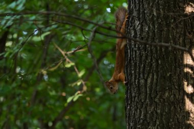 aşağı yavaşça gıda ve orman bitki örtüsü gölgesinde arıyorum ağaç gövdesi tüylü küçük tavşan