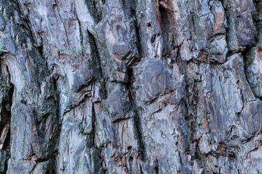 desen ağaç kabuğu güçlü yaşlı meşe ağacının yıpranmış derin oluklar temel sert rustik kırık