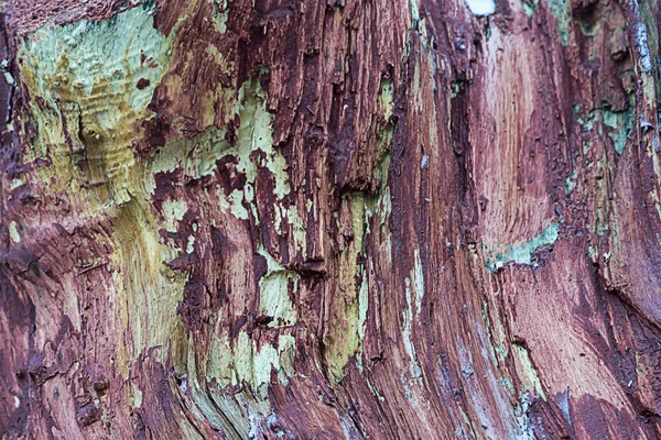 木製の背景風化塗装昆虫保護と破壊基本設計で覆われて壊れた木の幹 — ストック写真
