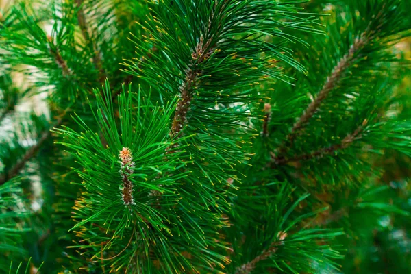 Lummiga Gröna Gren Conica Spruce Långa Nålar Blå Gröna Nålar — Stockfoto