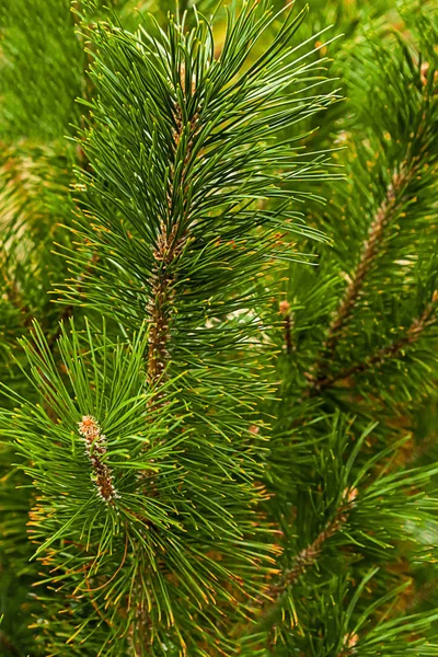 Bakgrunden Vegetativt Gröna Grenar Fir Conica Fluffiga Växt Barrträd Vertikala — Stockfoto