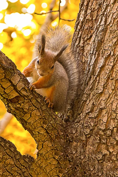 Brown Fluffy Squirrel Large Long Tail Tree Trunk Background Vertical — Stock Photo, Image