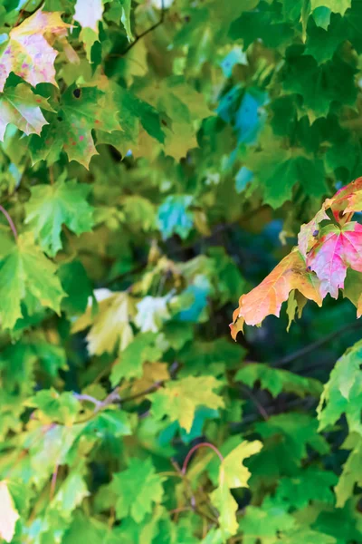 Tło Pionowego Tła Projekt Bazowy Flora Sunlight Jasne Orzeźwiające Pocztówka — Zdjęcie stockowe