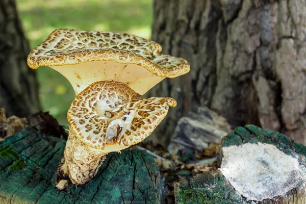 Mantar Taze Meyve Üzerinde Eski Bir Kahverengi Güdük Bir Yaz — Stok fotoğraf