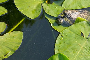 genç kaplumbağa birleştirmelerinin su arka planı koyu yeşil lotus yapraklarla gizler