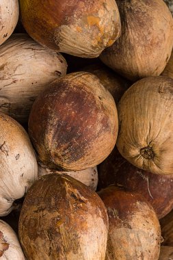 kahverengi Hindistan cevizi meyve dikey temel doğal kapısı tasarım kümesi